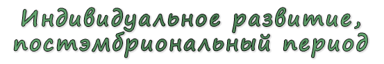  «Индивидуальное развитие, постэмбриональный период»